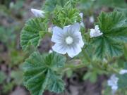 Malva verticillata L.